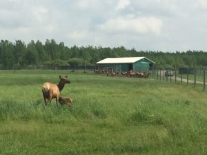 Elk on the farm